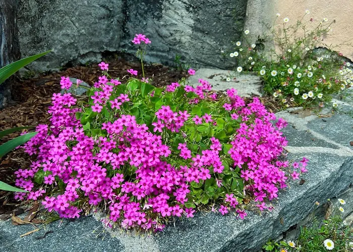 Casa Fior Di Loto By Interhome *